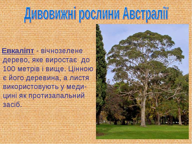 Евкаліпт - вічнозелене дерево, яке виростає до 100 метрів і вище. Цінною є йо...