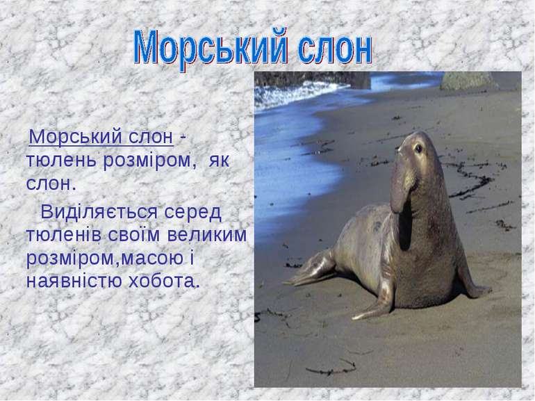 Морський слон - тюлень розміром, як слон. Виділяється серед тюленів своїм вел...