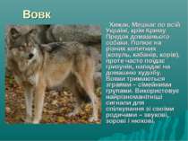 Вовк Хижак. Мешкає по всій Україні, крім Криму. Предок домашнього собаки. Пол...