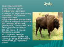 Зубр Європейський вид роду бізонів. Зубр є найважчим і великим ссавцем на євр...