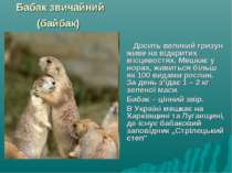 Бабак звичайний (байбак) Досить великий гризун живе на відкритих місцевостях....