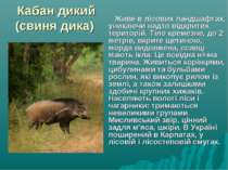 Кабан дикий (свиня дика) Живе в лісових ландшафтах, уникаючи надто відкритих ...