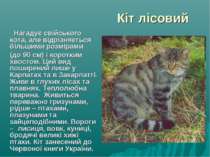 Кіт лісовий Нагадує свійського кота, але відрізняється більшими розмірами (до...