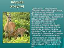 Косуля (козуля) Дика коза. Ця граціозна тварина живе у всіх регіонах, де є лі...