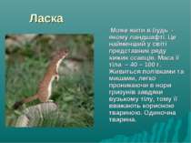 Ласка Може жити в будь - якому ландшафті. Це найменший у світі представник ря...