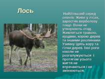 Лось Найбільший серед оленів. Живе у лісах, заростях верболозу тощо. Вони не ...