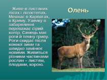 Олень Живе в листяних лісах і лісостепах. Мешкає в Карпатах, в Криму. Узимку ...