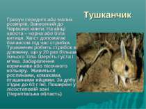 Тушканчик Гризун середніх або малих розмірів. Занесений до Червоної книги. На...