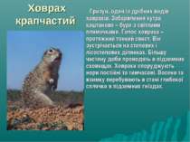 Ховрах крапчастий Гризун, один із дрібних видів ховрахів. Забарвлення хутра к...