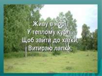 Живу в норі, У теплому кублі. Щоб зайти до хатки, Витираю лапки.