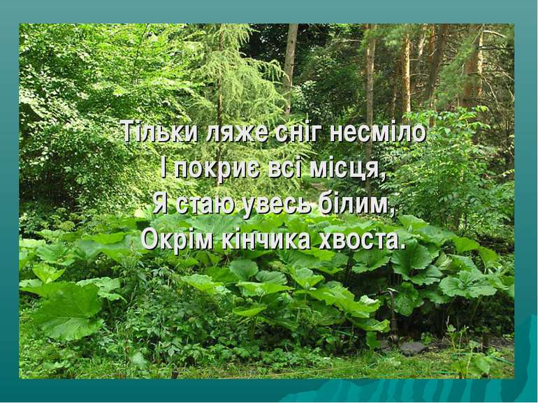 Тільки ляже сніг несміло І покриє всі місця, Я стаю увесь білим, Окрім кінчик...