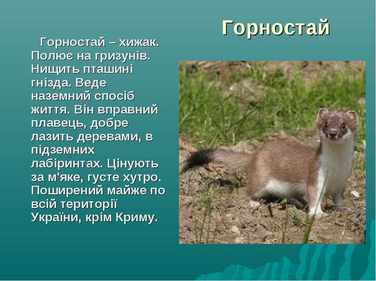 Горностай Горностай – хижак. Полює на гризунів. Нищить пташині гнізда. Веде н...