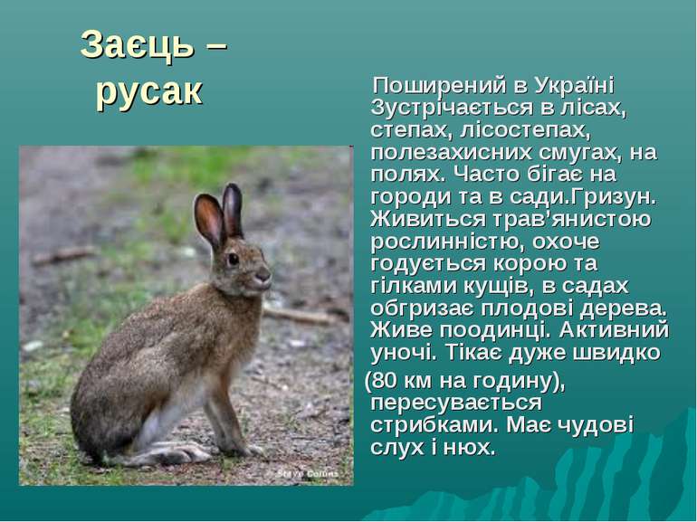 Заєць – русак Поширений в Україні Зустрічається в лісах, степах, лісостепах, ...