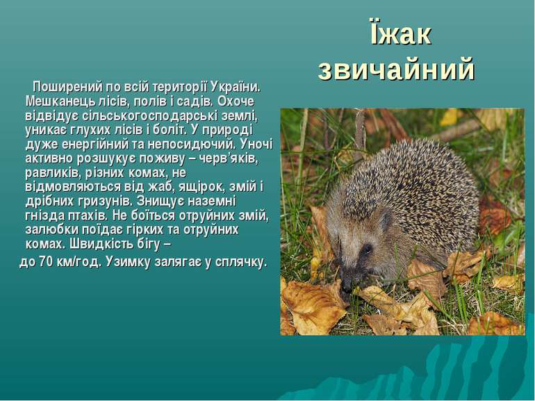 Їжак звичайний Поширений по всій території України. Мешканець лісів, полів і ...