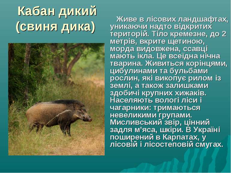 Кабан дикий (свиня дика) Живе в лісових ландшафтах, уникаючи надто відкритих ...