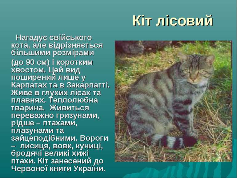 Кіт лісовий Нагадує свійського кота, але відрізняється більшими розмірами (до...