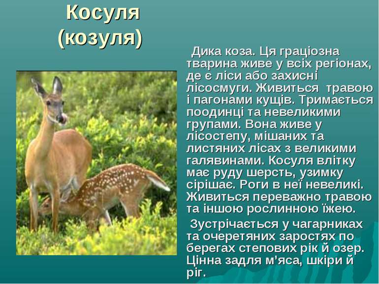 Косуля (козуля) Дика коза. Ця граціозна тварина живе у всіх регіонах, де є лі...