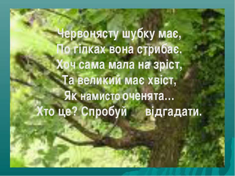 Червонясту шубку має, По гілках вона стрибає. Хоч сама мала на зріст, Та вели...