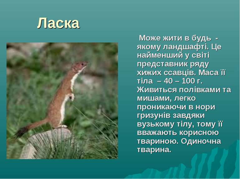 Ласка Може жити в будь - якому ландшафті. Це найменший у світі представник ря...