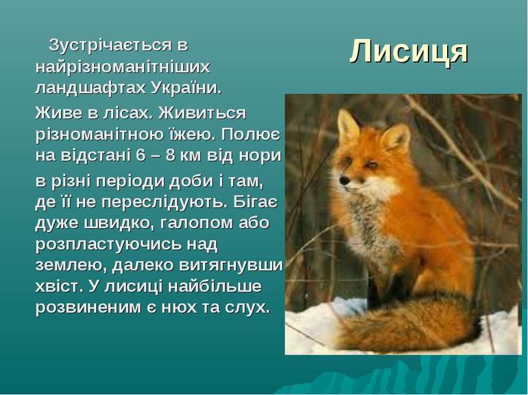 Лисиця Зустрічається в найрізноманітніших ландшафтах України. Живе в лісах. Ж...