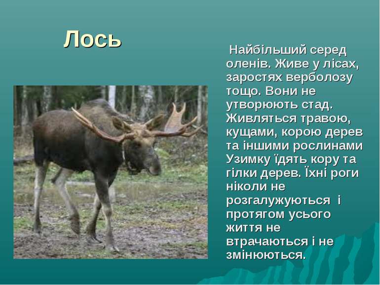 Лось Найбільший серед оленів. Живе у лісах, заростях верболозу тощо. Вони не ...