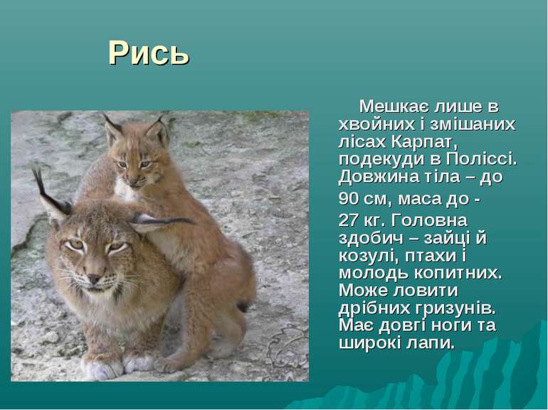 Рись Мешкає лише в хвойних і змішаних лісах Карпат, подекуди в Поліссі. Довжи...