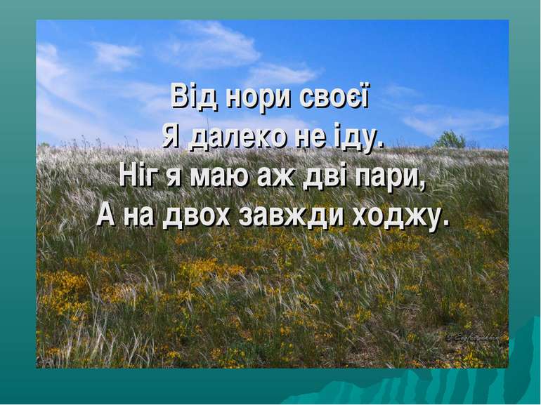 Від нори своєї Я далеко не іду. Ніг я маю аж дві пари, А на двох завжди ходжу.