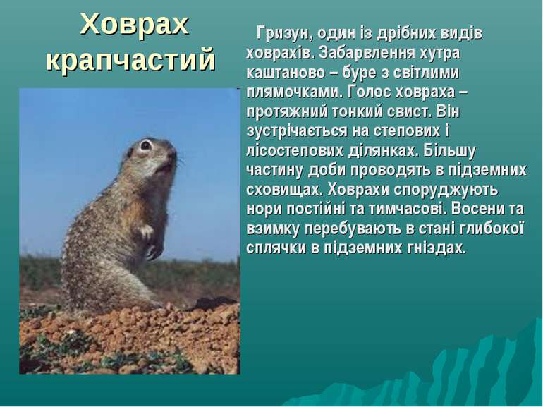 Ховрах крапчастий Гризун, один із дрібних видів ховрахів. Забарвлення хутра к...