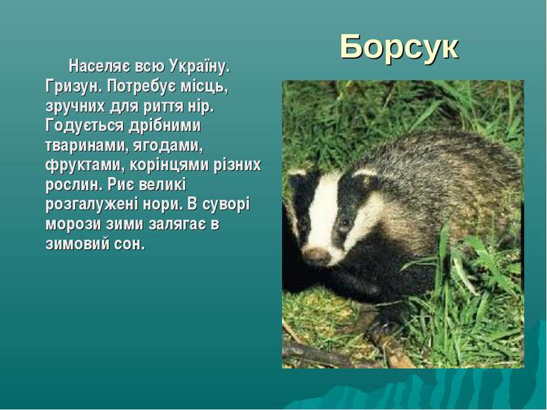 Борсук Населяє всю Україну. Гризун. Потребує місць, зручних для риття нір. Го...