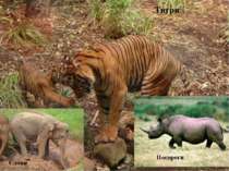 Тигри Слони Носороги