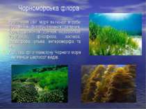 Рослинний світ моря включає в себе 270 видів багатоклітинних зелених, бурих, ...