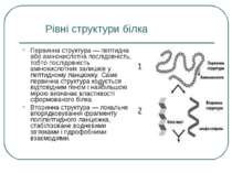 Рівні структури білка Первинна структура — пептидна або амінокислотна послідо...