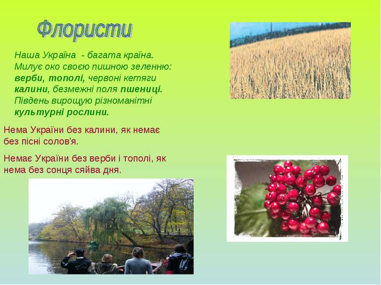 Наша Україна - багата країна. Милує око своєю пишною зеленню: верби, тополі, ...
