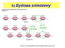Christopher Francklyn Biochem 206- ‘02 Б) Будова глікогену