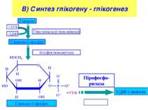 В) Синтез глікогену - глікогенез Глюкоза УДФ-глюкоза