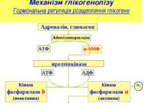 Механізм глікогенолізу Гормональна регуляція розщеплення глікогену Адреналін,...