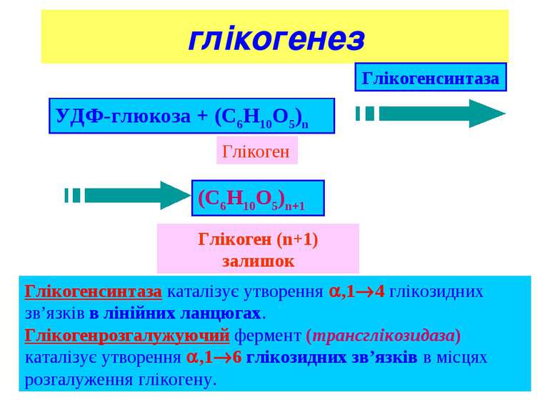 * глікогенез Глікогенсинтаза каталізує утворення ,1 4 глікозидних зв’язків в ...