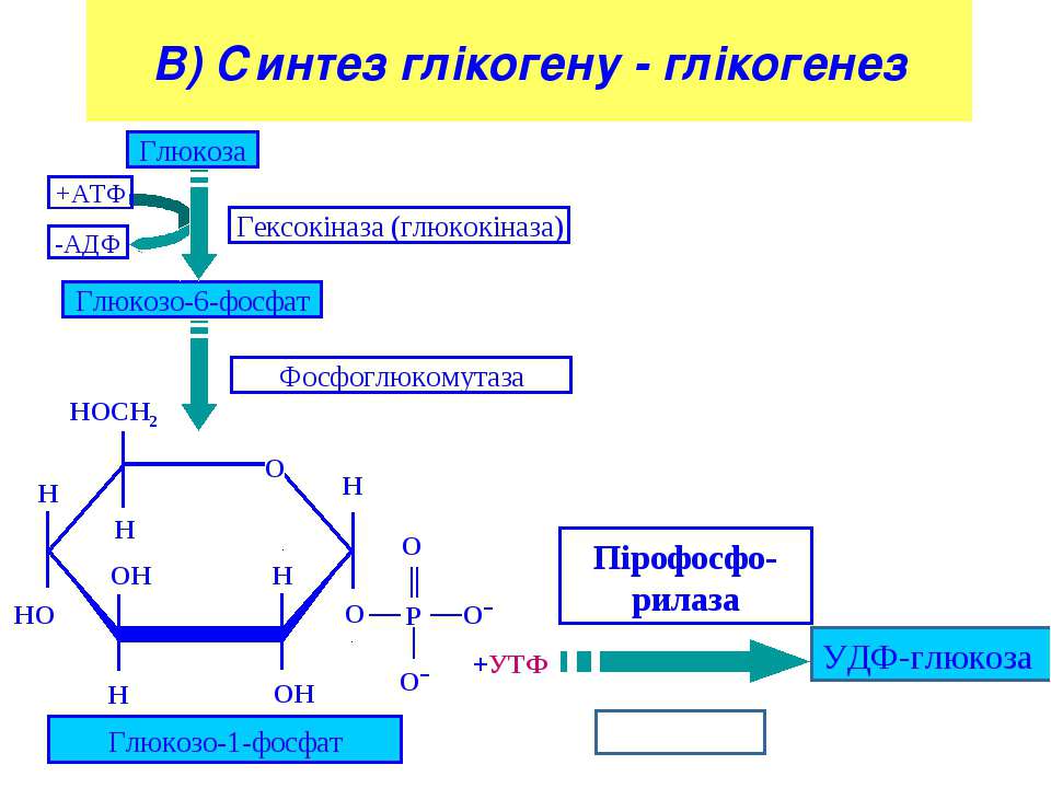 Глюкоген. Этапы синтеза гликогена биохимия. Синтез гликогена биохимия реакции. Схема синтеза гликогена из Глюкозы. Синтез и распад гликогена.