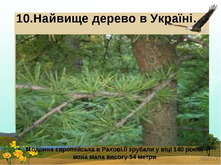10.Найвище дерево в Україні… Модрина європейська в Рахові.Її зрубали у віці 1...