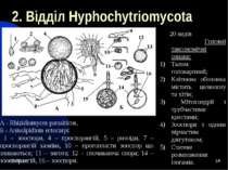 * * 2. Відділ Hyphochytriomycota 20 видів Головні таксономічні ознаки: Талом ...