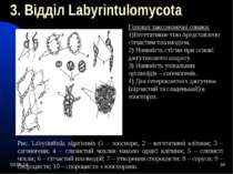 * * 3. Відділ Labyrintulomycota Головні таксономічні ознаки: 1)Вегетативне ті...