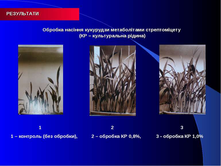 1 2 3 1 – контроль (без обробки), 2 – обробка КР 0,8%, 3 - обробка КР 1,0% РЕ...