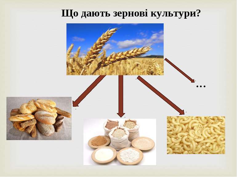 Що дають зернові культури? …