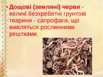 Дощові (земляні) черви - великі безхребетні грунтові тварини - сапрофаги, що ...