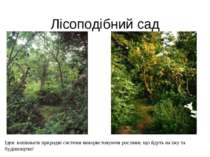 Лісоподібний сад Ідея: копіювати природні системи використовуючи рослини, що ...