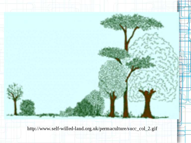 http://www.self-willed-land.org.uk/permaculture/succ_col_2.gif