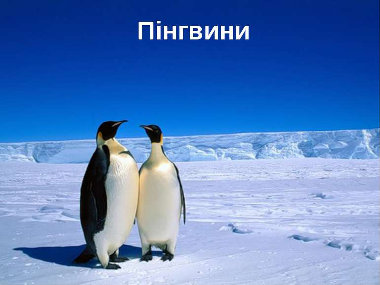 Пінгвини