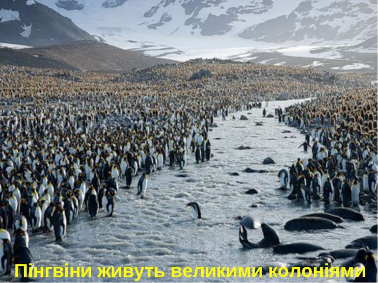 Пінгвіни живуть великими колоніями