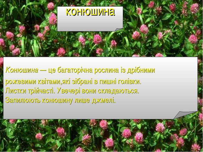 конюшина Конюшина — це багаторічна рослина із дрібними рожевими квітами,які з...