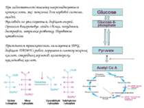Glucose Glucose-6-phosphate Pyruvate Acetyl Co A При недостатності тиаміну на...